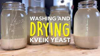 How to Dry Kveik Yeast for Mead Cider and Beer using a Food Dehydrator or an Oven [upl. by Yasdnil895]