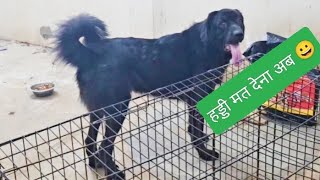 GADDI DOG REACTION☝️HADDI gaddidog aggressive [upl. by Inafit664]