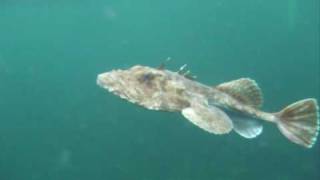 Freediving with Monkfish [upl. by Tibbs]