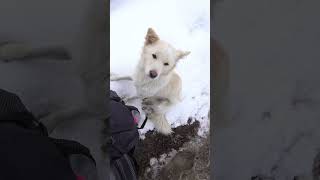 Dogs in Nepal like to follow hikers [upl. by Cairistiona]