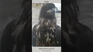 🦅 Eagles 2 ShortsPetsandAnimals eagles [upl. by Yerfej]