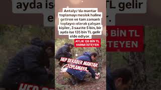 ANTALYADA MANTAR TOPLAMAYI MESLEK HALİNE GETİREN KİŞİLER AYDA 135 BİN TL KAZANIYORHAYDİ HEP BER [upl. by Blanc]