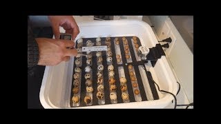 Quail Chronicles Episode 5 Coturnix Quail Eggs And New Hovabator Egg Incubator [upl. by Nedry]