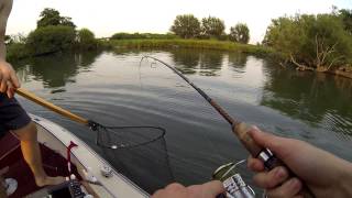 Almost Record Bowfin [upl. by Atnoled678]