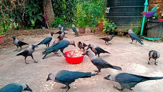 Crow bird live crowing sounds  Angry kauwa ki awaaz  Crow crying continuously and loudly P1251 [upl. by Riamu]