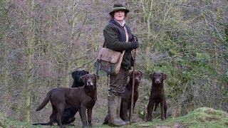 Working Labrador Retrievers with Grangemead Labradors [upl. by Shishko444]