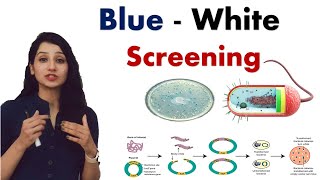 BLUE WHITE SCREENING I Recombinant DNA Technology I RDT I Biotechnology [upl. by Favien631]