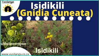 Isidikili Gnidia Cuneata [upl. by Ttennaej]