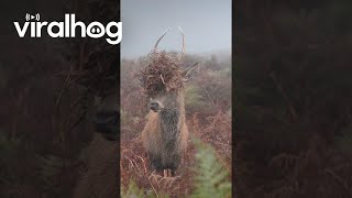 Juvenile Red Deer Stag Covers Antlers In Bracken  ViralHog [upl. by Sarajane73]