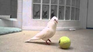 Dove plays with a ball [upl. by Willock]