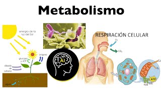 Metabolismo anabolismo catabolismo papel del ATP y las enzimas [upl. by Atiroc88]