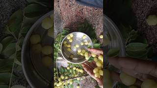 Amla Nellikai gooseberry nellikai amla apt chats streetfood [upl. by Berfield]