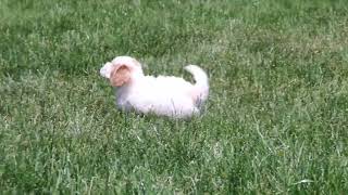 Maltipoo Puppies for Sale [upl. by Cord]