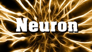 Neurobiologie Das Neuron Nervenzelle [upl. by Jona]