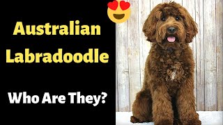 Who is an Australian Labradoodle Health Feeding Size Coat Training [upl. by Mayap]