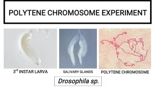 Polytene chromosome experiment [upl. by Acinot]