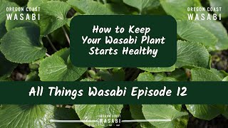 How to Keep Your Wasabi Plant Starts Healthy  All Things Wasabi Episode 12 [upl. by Rabaj343]