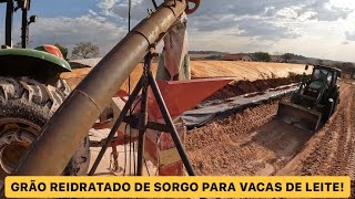 SILAGEM DE GRÃO REIDRATADO DE SORGO QUANTO PAGAMOS POR SACO [upl. by Lion683]