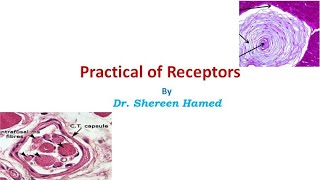 practical of receptors [upl. by Wilbert690]