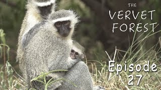 Baby Vervet Monkeys Released To Troop  Documentary HD  Ep 27 [upl. by Disraeli492]