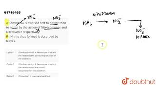 A  Ammonia is oxidised first to nitrate then to nitrite by the action of Nitrosomonas and [upl. by Ainar]