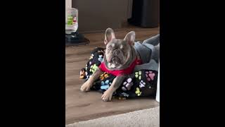 dog puppy frenchbulldog agooddaytobeadog frenchie bulldog [upl. by Leiahtan]