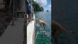 Dog Swims Back to the Boat Climbs the Ladder Pauses for a Rinse and Steps Onto the Deck [upl. by Aronoh]