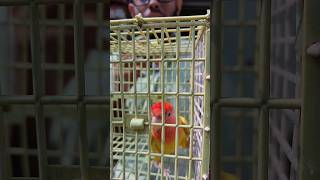 Love Birdlovebirds birds pakhi BDBIRDSHOP [upl. by Sida]