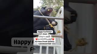 ST GEORGES DAIRY FARM amp CATTLE DEALERS ELAPPARA IDUKKI DIST [upl. by Munafo]