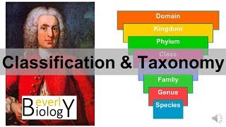 Classification and Taxonomy [upl. by Nerej770]