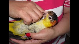 Night time Sillyness with White Bellied Caiques Nando and Skittles [upl. by Bertelli]