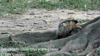 Rabipelado  Didelphis marsupialis  Conmon Opossum [upl. by Abeu]