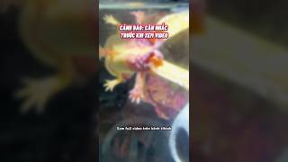 Lý do Axolotl ra đi😢 cácảnh pets aquarium axolotl [upl. by Ludwig682]