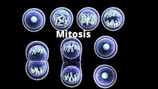 What happens in the four stages of mitosis [upl. by Nylatsyrc]