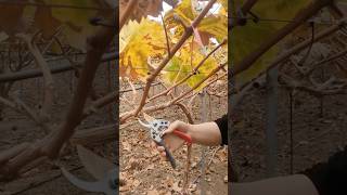 Easy Grape Vines Pruning Right Way satisfying HappyFarm85 [upl. by Ettenoj]