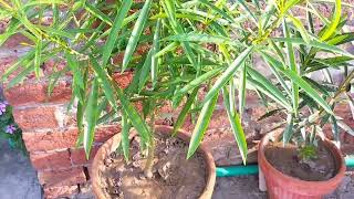 How to grow and care Kaner Oleander plant [upl. by Ariahs]