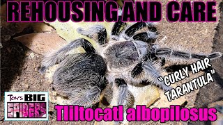 T albopilosus quotCurly Hair Tarantulaquot Rehousing and Care [upl. by Arevle43]