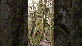 You must visit the Hoh Rainforest in Washington [upl. by Notxarb]