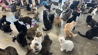 Furball Farm Cat Sanctuary is live [upl. by Reiner]