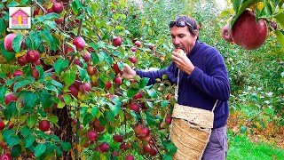 la vida del campo en NUEVA YORK recogiendo MANZANAS [upl. by Lainey]