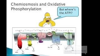 BTN223 Oxidative phosphorylation and ATPase [upl. by Iruy]