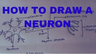 How to draw neuron easily step by stepdrawing of neuron by SM education [upl. by Abba]