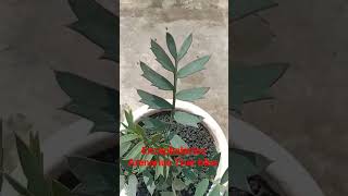 Encephalartos Arenarius Trueblue plants tanamanhias trueblue ence trending viral fyp fypシ [upl. by Aneekan197]