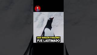 Jim Carrey herido por pingüinos [upl. by Vidovic54]