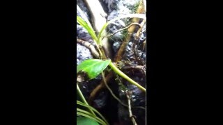 20 gallon planted dart frog tank [upl. by Aneelahs]