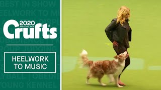 Heelwork To Music Competition  Part 2  Crufts 2020 [upl. by Enilkcaj281]