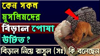 কেন সকল মুসলিমদের বিড়াল পোষা উচিত বিড়াল নিয়ে রাসুল সঃ কি বলেছেন  Alorpoth [upl. by Clava796]