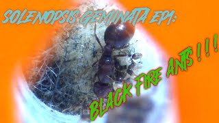 Solenopsis Geminata Ep1 Weve got FIRE ANTS 🔥 [upl. by Chretien353]