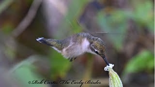 Archilochus colubris RUBYTHROATED HUMMINGBIRD stretching hovering 3046753 [upl. by Bushweller142]