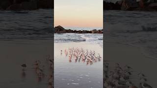 Facts about sanderling birds birds animals education facts amazingfacts shorts youtubeshorts [upl. by Ahsats]